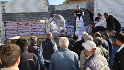 Konya Büyükşehir Belediyesi, kurak koşullara dayanıklı, az girdiyle yetişebilen ve