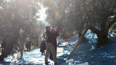 Mudanya Belediyesi, ilçenin bereketli topraklarında zeytin hasadı sezonunu açtı.