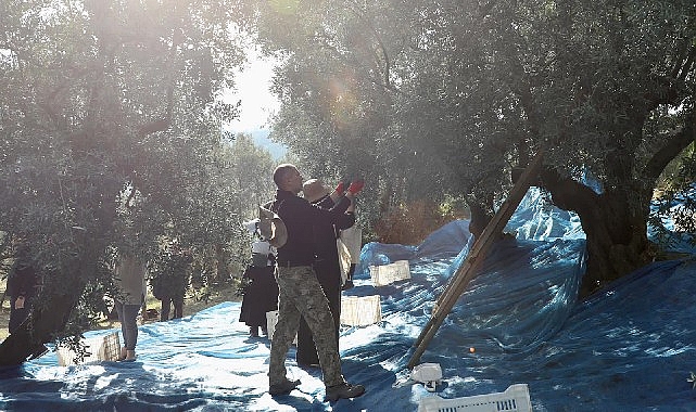 Mudanya Belediyesi, ilçenin bereketli topraklarında zeytin hasadı sezonunu açtı.