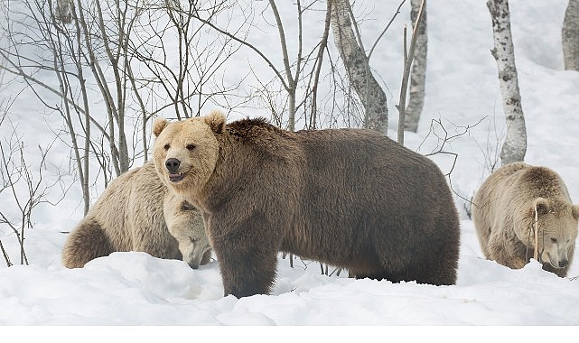 Finlandiya’nın kuzey ormanlarında yaşam, mevsimlere karşı verilen bir hayatta kalma
