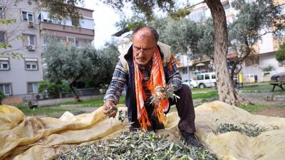 Dayanışmanın en güzel örneklerinden birini sergileyen Buca’da, zeytin hasadından elde