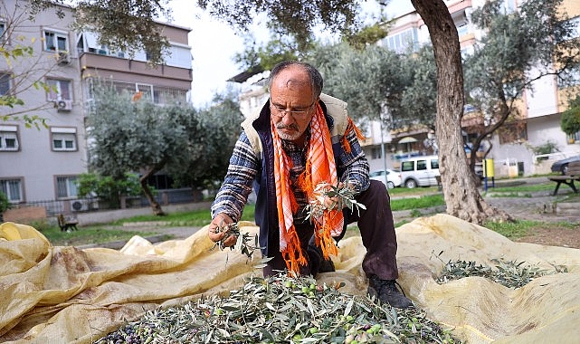 Dayanışmanın en güzel örneklerinden birini sergileyen Buca’da, zeytin hasadından elde