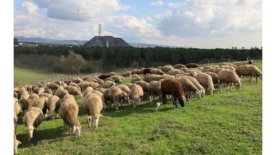 Kocaeli Büyükşehir Belediyesi’nin tarım ve hayvancılığı güçlendirmek amacıyla uyguladığı “Damızlık