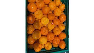 Yaş meyve sebze sektöründe ihracat lideri olan mandalina, 2025 yılında