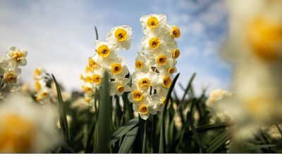 İzmir’in çiçekçiliğiyle ünlü ilçesi Bayındır, bu yıl 5.