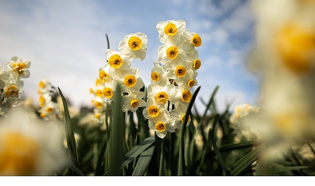 İzmir’in çiçekçiliğiyle ünlü ilçesi Bayındır, bu yıl 5.