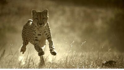 Büyük kediler, günümüz dünyasında küresel bir hayatta kalma mücadelesi veriyor.