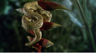 Vahşi doğada ölüm hiç uyumaz.