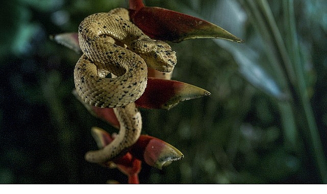 Vahşi doğada ölüm hiç uyumaz.