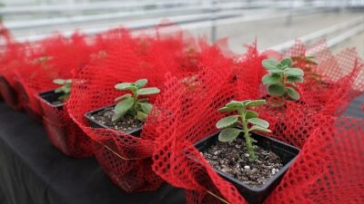 Keçiören Belediyesi, bilinçli üretimi artırmak ve doğru tarım uygulamalarını yaygınlaştırmak