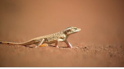Doğanın en sıra dışı canlıları hayatta kalmak için zehirler, garip