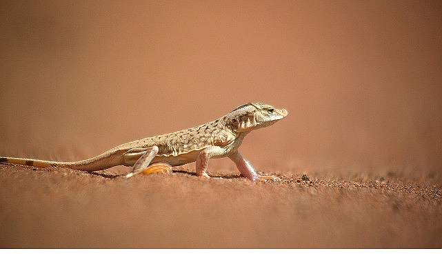 Doğanın en sıra dışı canlıları hayatta kalmak için zehirler, garip