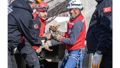 İzmir Büyükşehir Belediyesi, afetzede hayvanların doğru ve güvenli bir şekilde