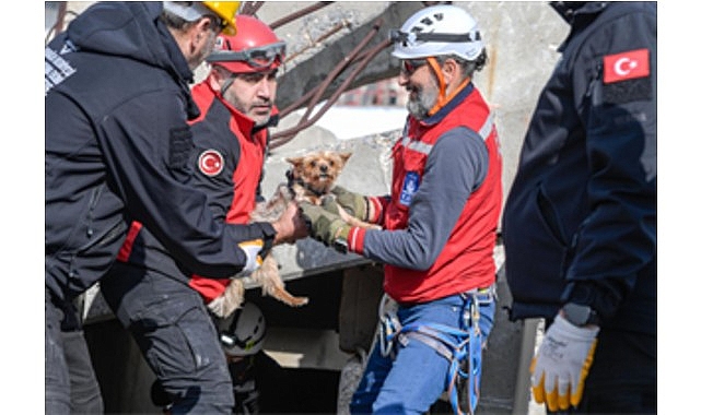 İzmir Büyükşehir Belediyesi, afetzede hayvanların doğru ve güvenli bir şekilde