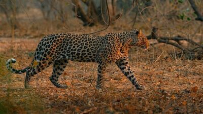 Botsvana’daki Mashatu Av Rezervi’nde, özgürce dolaşan leoparların son sığınaklarından birinde
