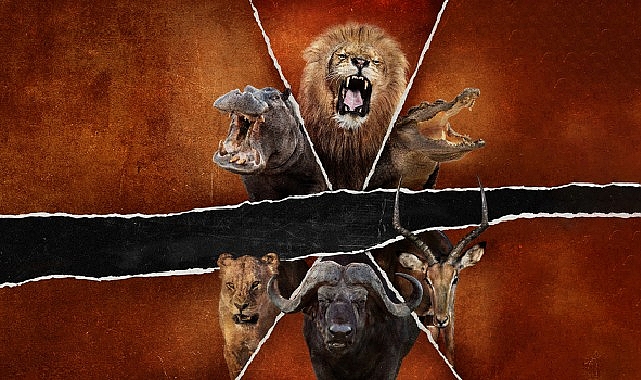 Safariye çıkan ve vahşi doğadaki en çarpıcı anları telefonlarıyla kaydetmek