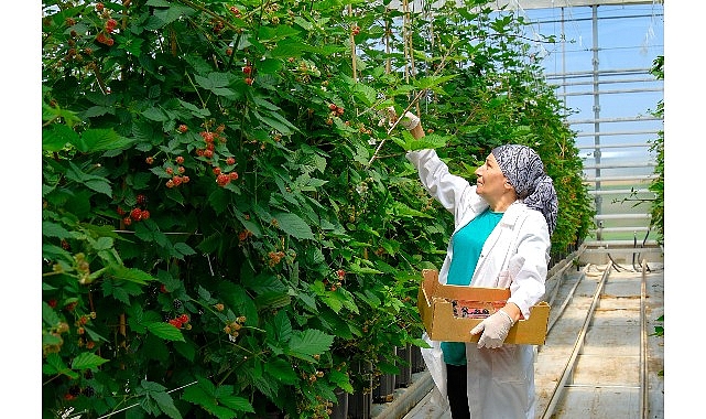Antalya’da etkisini gösteren aşırı yağış ve sel, tarım alanlarında önemli