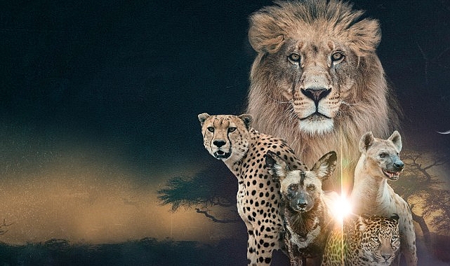 Sürgündeki aslan kraliçe Sega, yavrularını büyütürken Matahta Sürüsü için tahtı