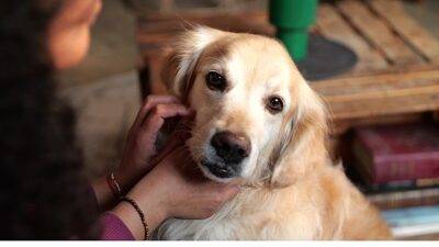 Her yıl 20 Mart'ta kutlanan Dünya Parazit Farkındalık Günü; pire,