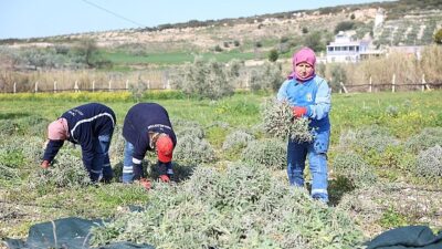 Yerel tarım ve üretimi destekleyen Didim Belediyesi, Akköy Mahallesi’nde faaliyet