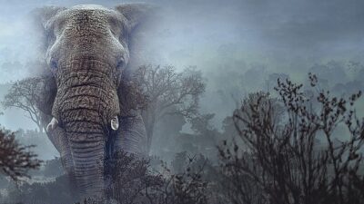 Efsanelere göre Angola’nın yüksek dağlık bölgelerinde, bugüne dek insan gözüyle