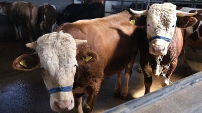 İnegöl Belediyesi Hayvan Pazarının Kurban Bayramı kotra ihale tarihi belli