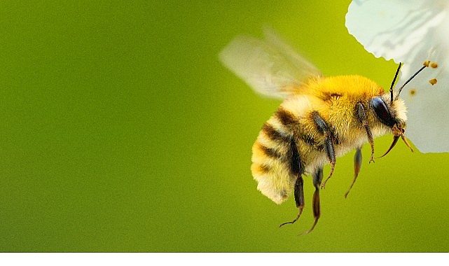 National Geographic kaşifi Bertie Gregory, gezegenin en önemli canlılarından biri