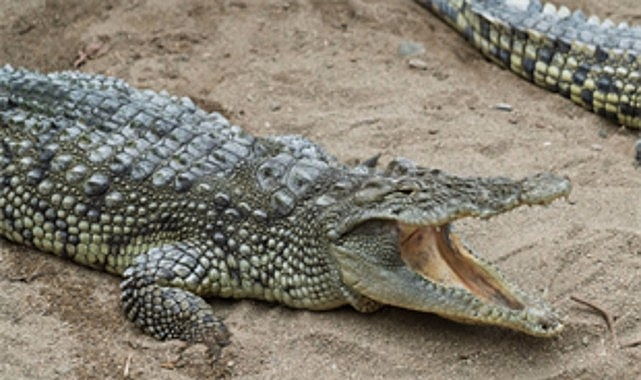 23 Nisan Ulusal Egemenlik ve Çocuk Bayramı’nın coşkusu İzmir Büyükşehir