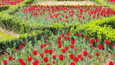 İBB, kentin simgesi haline gelen laleleri bu bahar da İstanbullularla