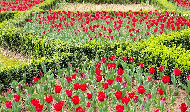 İBB, kentin simgesi haline gelen laleleri bu bahar da İstanbullularla