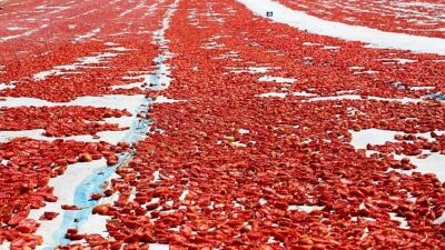 Türkiye, 2026 yılının ilk çeyreğinde 511 milyon dolarlık meyve sebze