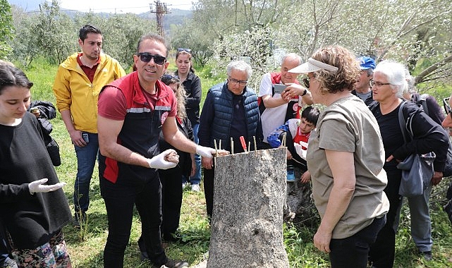 Seferihisar’da zeytin üretimini desteklemek amacıyla, Seferihisar Belediyesi İklim Değişikliği Müdürlüğü