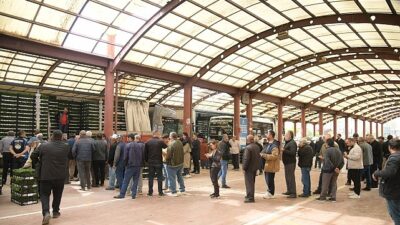 Ankara Büyükşehir Belediyesi’nin kırsal kalkınmayı desteklemek amacıyla başlattığı fide dağıtımları