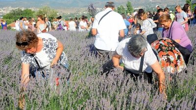 Seferihisar Belediyesi'nin geleneksel hale getirdiği Lavanta Hasat Şenliği bu yıl