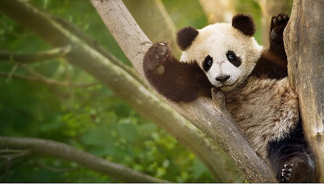 İzleyicileri Eğlenceli Bir Yolculuğa Çıkaracak  ‘Panda Akademisi’,   2 Ağustos Pazar Saat 20.00’de  National Geographic WILD Ekranlarında Başlıyor!