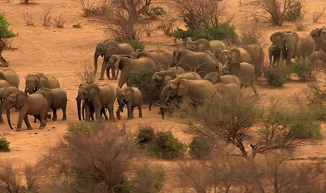 ‘Fil Dünyası’,   12 Ağustos Çarşamba Saat 20.00’de   National Geographic WILD Ekranlarında!