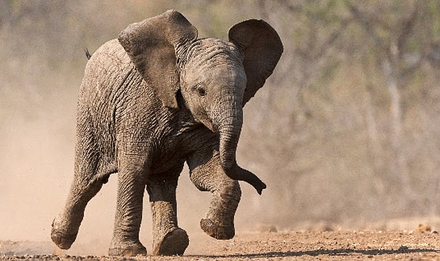 ‘Küçük Devler’,   23 Ağustos Pazar Saat 20.00’de  National Geographic WILD Ekranlarında!
