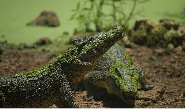 ‘Karayipler’in Vahşi Timsahları’,   25 Ekim Pazar Saat 20.00’de National Geographic WILD Ekranlarında!
